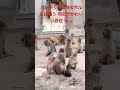 パンチくんは他のサルとは違う、特別でかわいい存在 💖🐒 #monkey