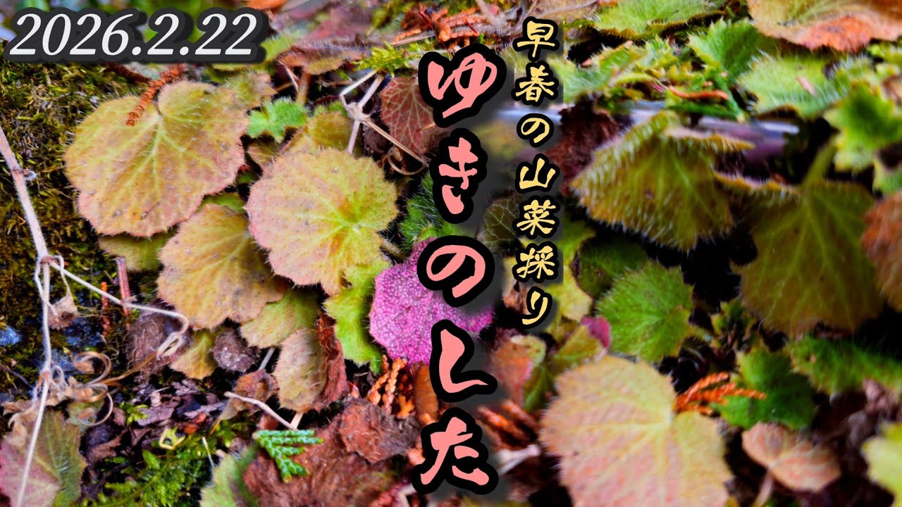 2026早春の山菜採り【ユキノシタ】