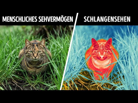 Menschliches Sehen ist ein Witz im Vergleich dazu, wie Tiere sehen