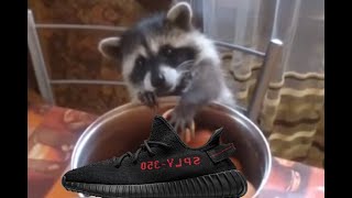 Raccoon - Live Cops | Episode 03 | Foam Runner & Yeezy Day