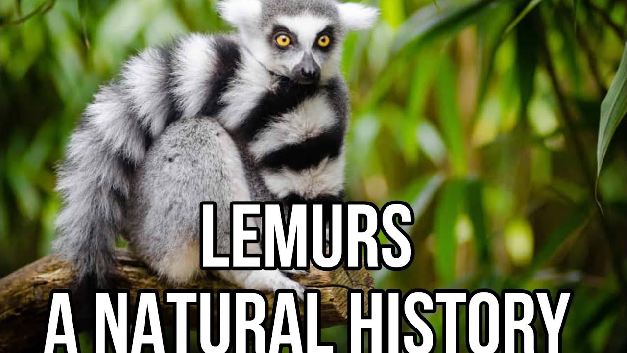 Lemurs A Natural History (Biology, Anatomy and Species