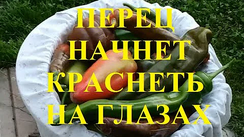 Что делать чтобы перец покраснел быстро? Есть проверенный способ!