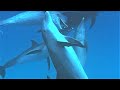 Bully Bottlenose Dolphins | Wild Caribbean | BBC Earth