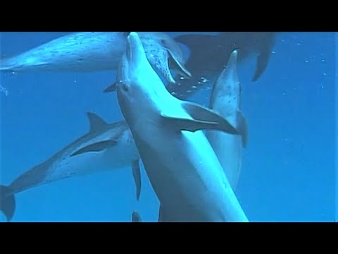 Bully Bottlenose Dolphins | Wild Caribbean | BBC Earth