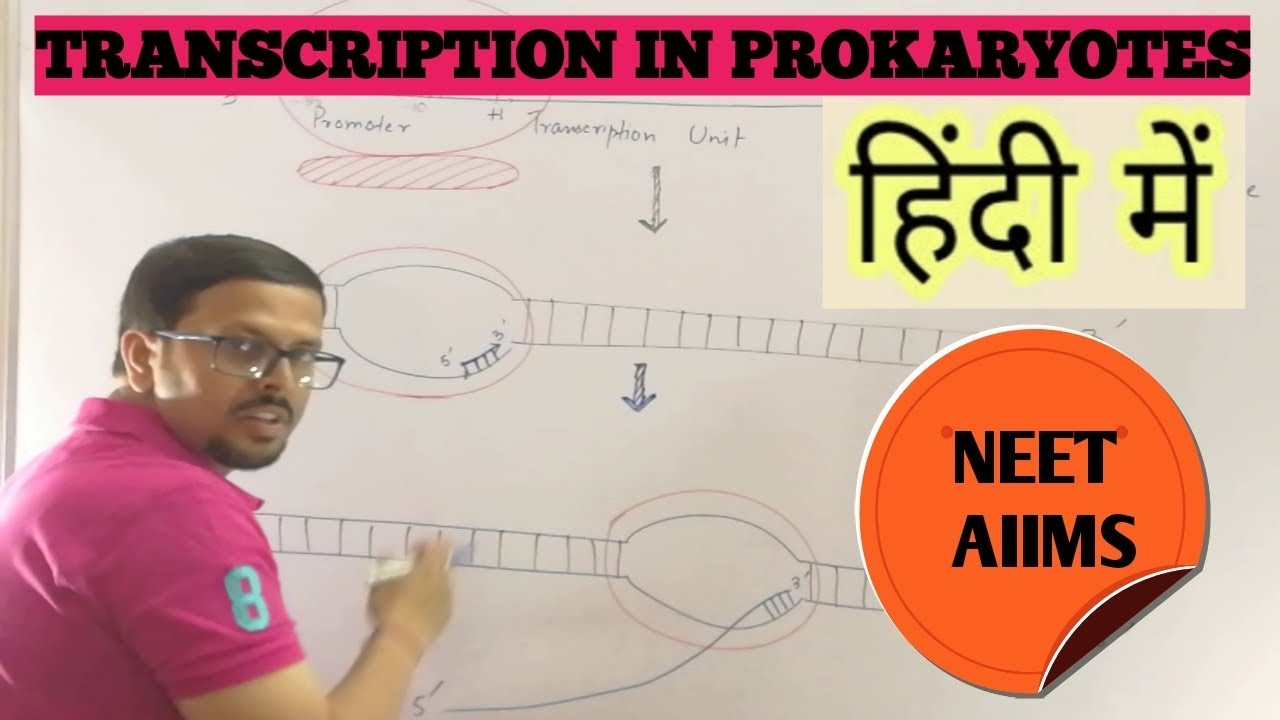 Transcription in prokaryotes (in hindi)