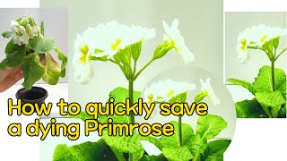 How To Quickly Rescue A Dying Primrose & Care Tips