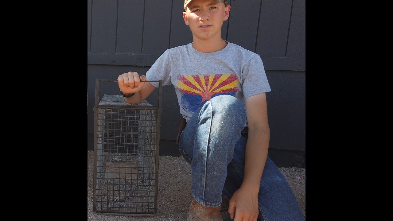 Bobcat Cage Trapping Equipment YouTube