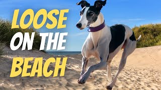 Greyhounds let loose on the beach