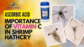 The Importance Of Vitamin C In Shrimp Hatcheries Benefits And Applications