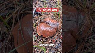 Porcini Mushroom Season Begins! #eatbetter #mushroom #easynutrition #ediblemushrooms #fungi