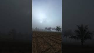 Marigold plantings and foggy morning agriculture relaxing flowers farming dji nature