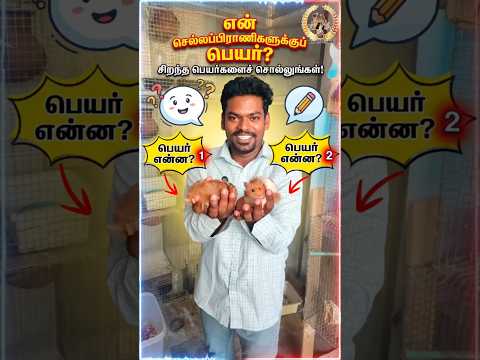 New Hamster Gift-ஆ வந்திருக்கு! 😍 Best Name சொல்லுங்க! 👇 #shorts