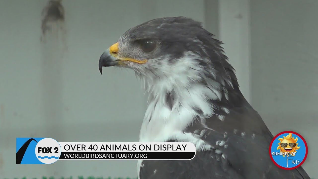 Summer of Fun: Spend the day at World Bird Sanctuary
