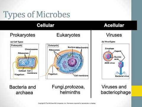 BIO 304 Pro vs Eukaryotes Ch 4 6 Part 1