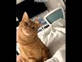 Aggressive Cat Vs Friendly Cat 🥺❤️|#shorts #catlovers #petlovers #cute #emotional