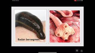 Pengelasan Haiwan Sains T1 Youtube