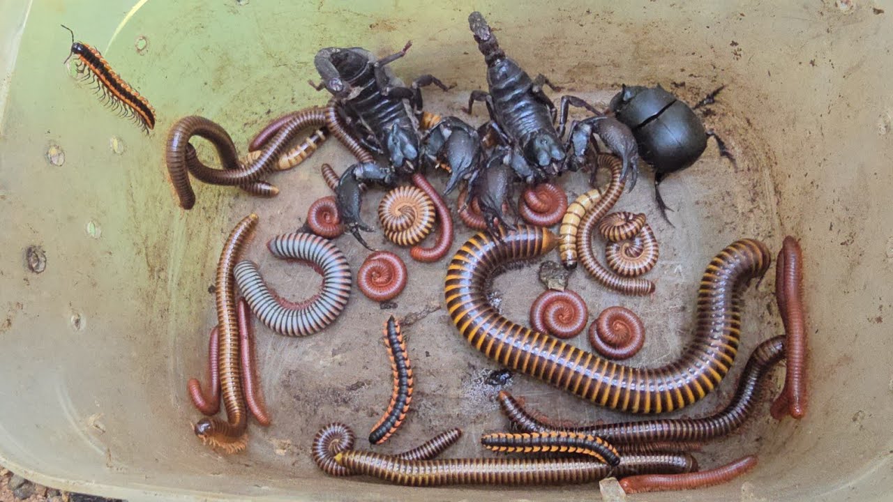 Voracious Insects Amazing Poisonous Insects Discovered!! I Catching A Giant Millipede ...