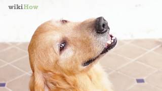 best way to cool my dog down