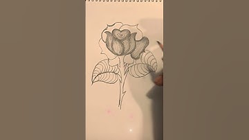 How to Draw a Rose Easily – Step by Step Pencil Sketch