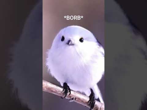 borb(first short lol)(Check out my channel for cool animations!)