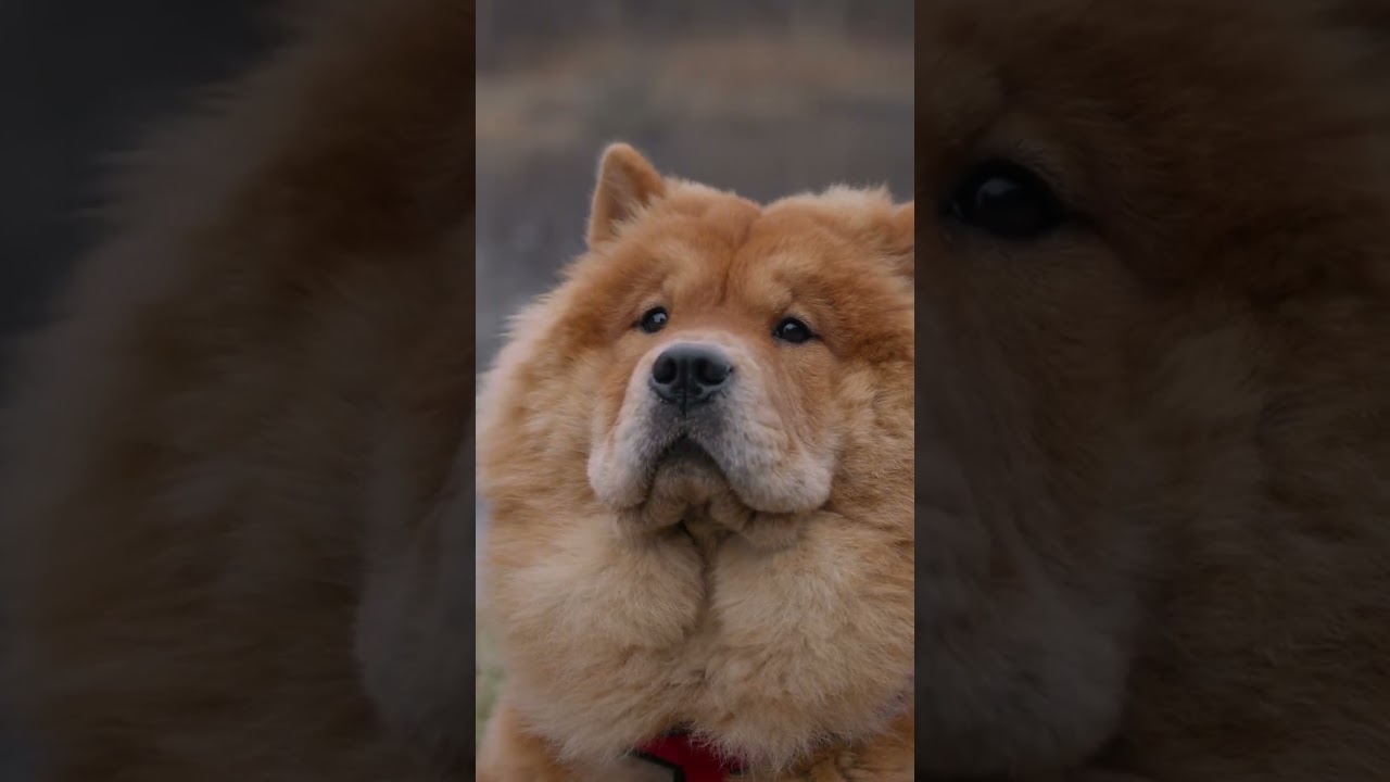 Chow Chow: The Lion-Like Dog! | Dog behaviourist