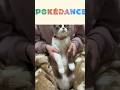 【猫ダンス/ポケダンス~ぱんちゃんver.】ぱんちゃんもよく頑張ってくれました~ #猫 #cat #shorts