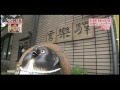 モデル敦士さんが信楽高原鉄道乗車！ の動画、YouTube動画。