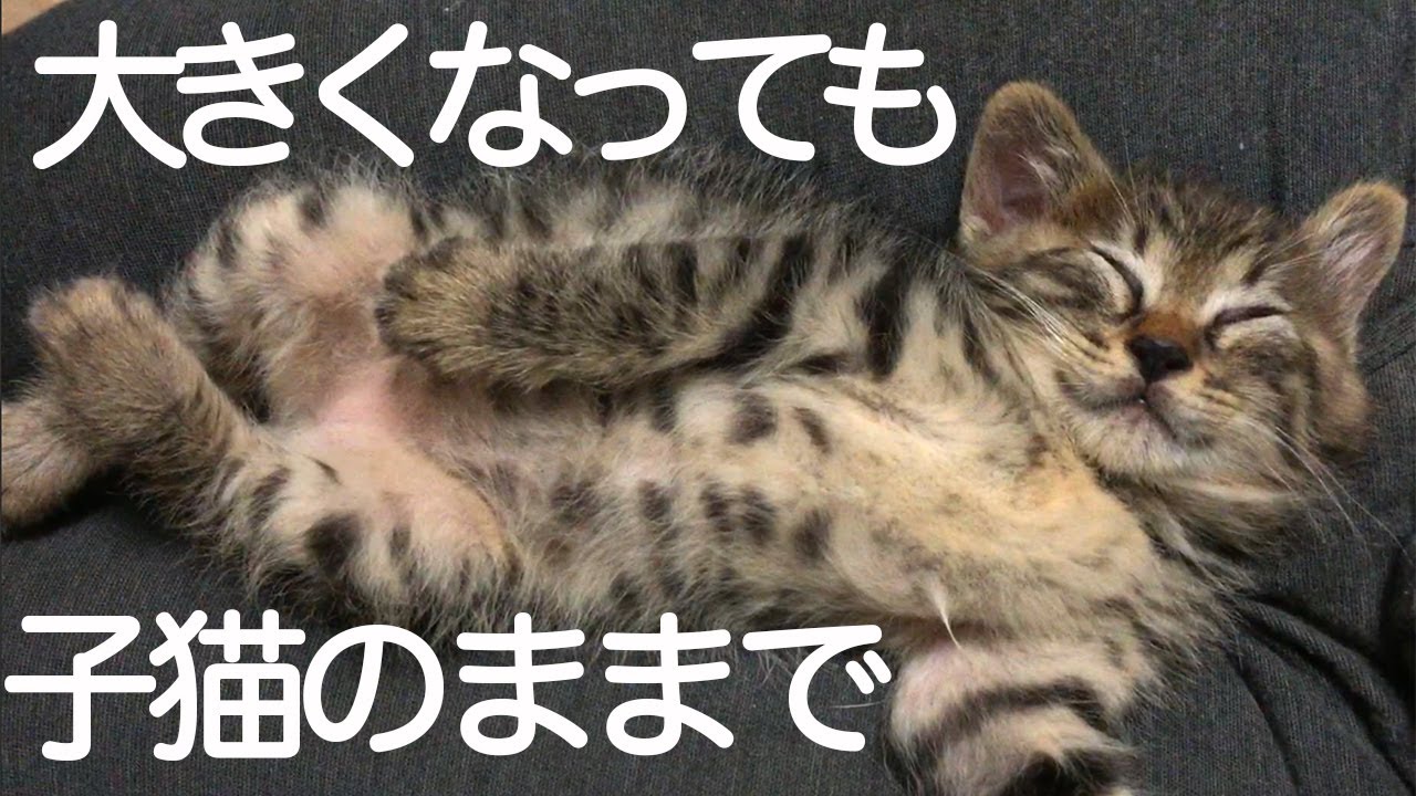 大人しくて穏やかな子猫、心優しい次男坊猫に成長する