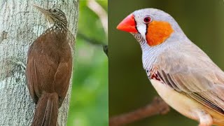 15 Birds Name That Start with Z | Zebra Finch | Birds name with start “Z” | birds that start Z by BEAUTIFUL WORLD 547 views 1 year ago 31 seconds