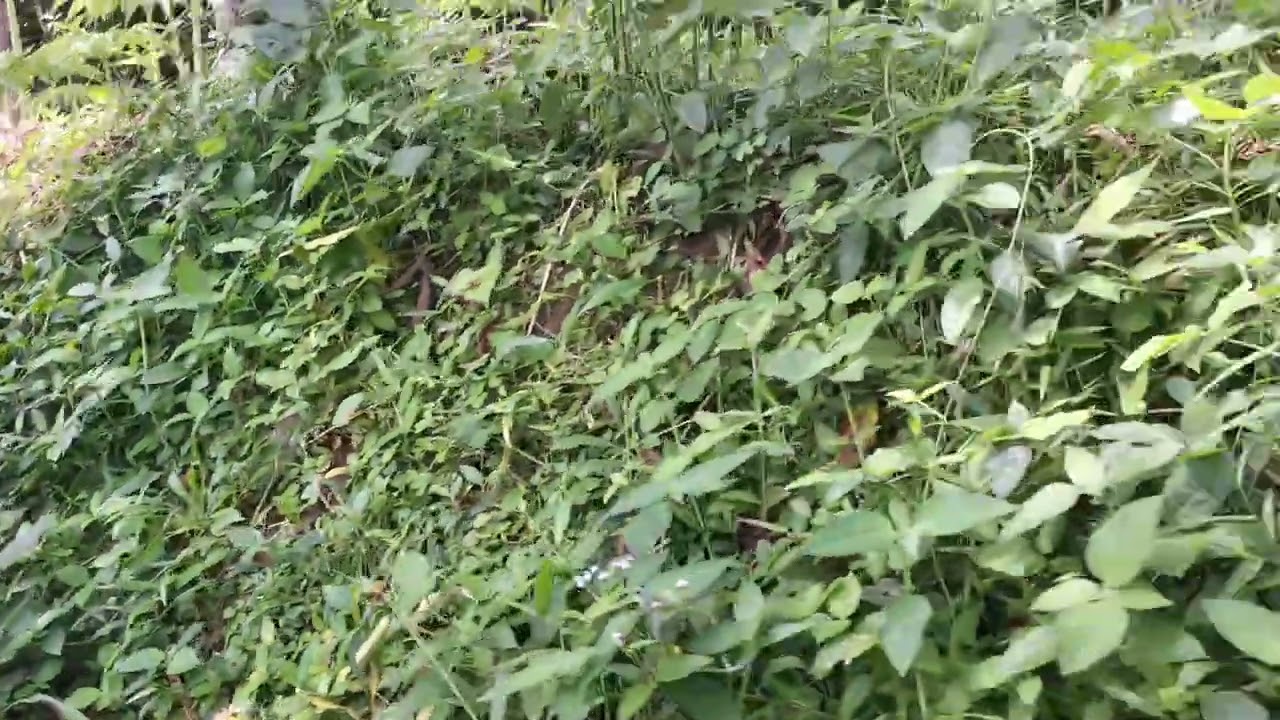 Karena kurang perawatan Porang di Ambarawa masih seperti ini