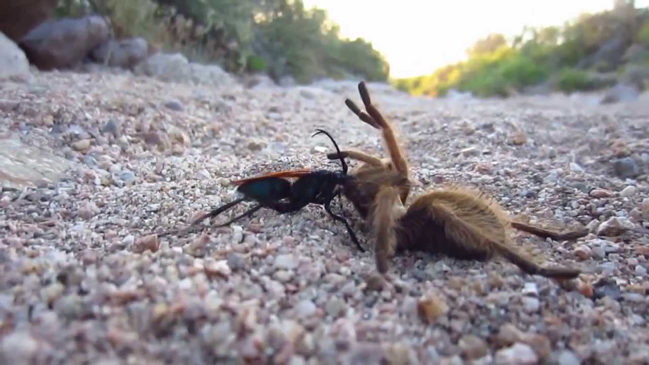 タランチュラを狩るハチ オオベッコウバチのまとめ 動物のランキング集 日々 動物ブログ