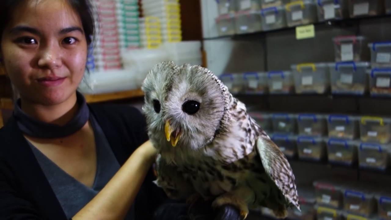 Ural owl & American Krestel 