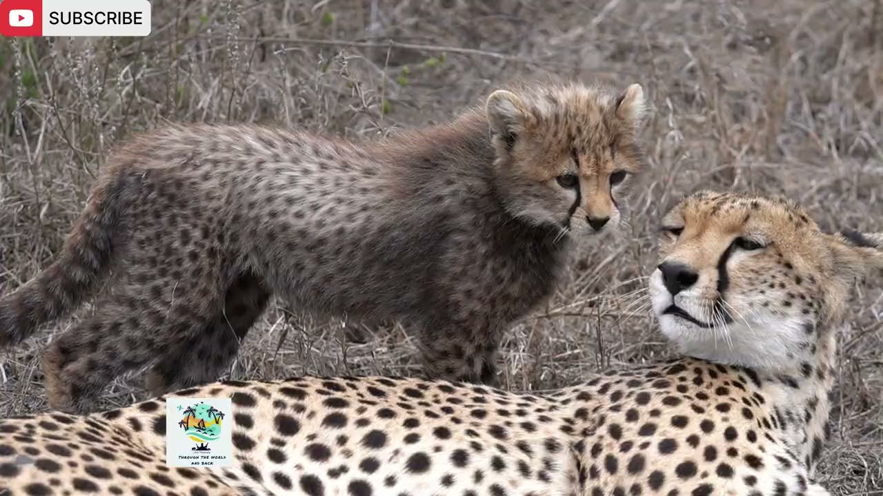 CHEETAH WITH HER CUBS💞
