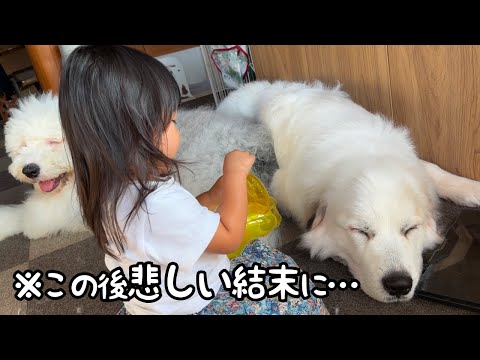 残念！】超大型犬になら受け入れてもらえることを2歳児が子犬にやって