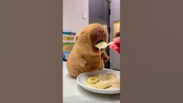 Banana milkshake! Even capybaras love it! #capybara #cute #milkshake #healing #summer