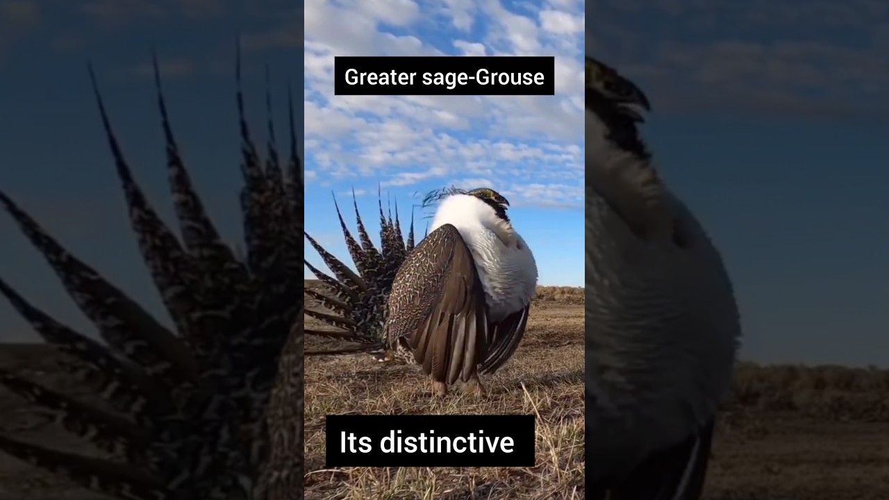 Greater sage-Grouse distinctive courtship display 