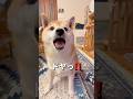 抜き打ちテスト🤣#柴犬 #shibainu #shorts