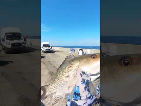 Florida Man Stuff While Florida Pier Fishing! Skyway Fishing Pier - Saltwater Fishing Tampa Bay