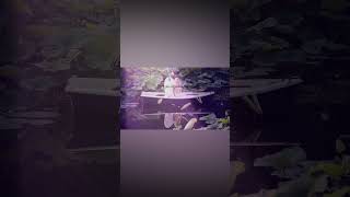 🔊✨ Elena Rose - ALMA (Lyric Video)