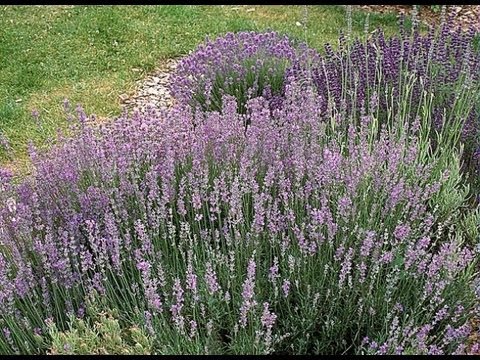 Vidéo: Grosso Lavender Care : Conseils pour cultiver des plants de lavande Grosso