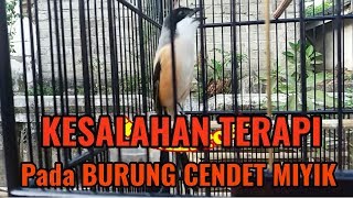 TERAPI SALAH PADA BURUNG CENDET MIYIK