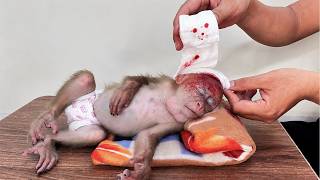 The father lovingly cares for the injured baby monkey, Bika