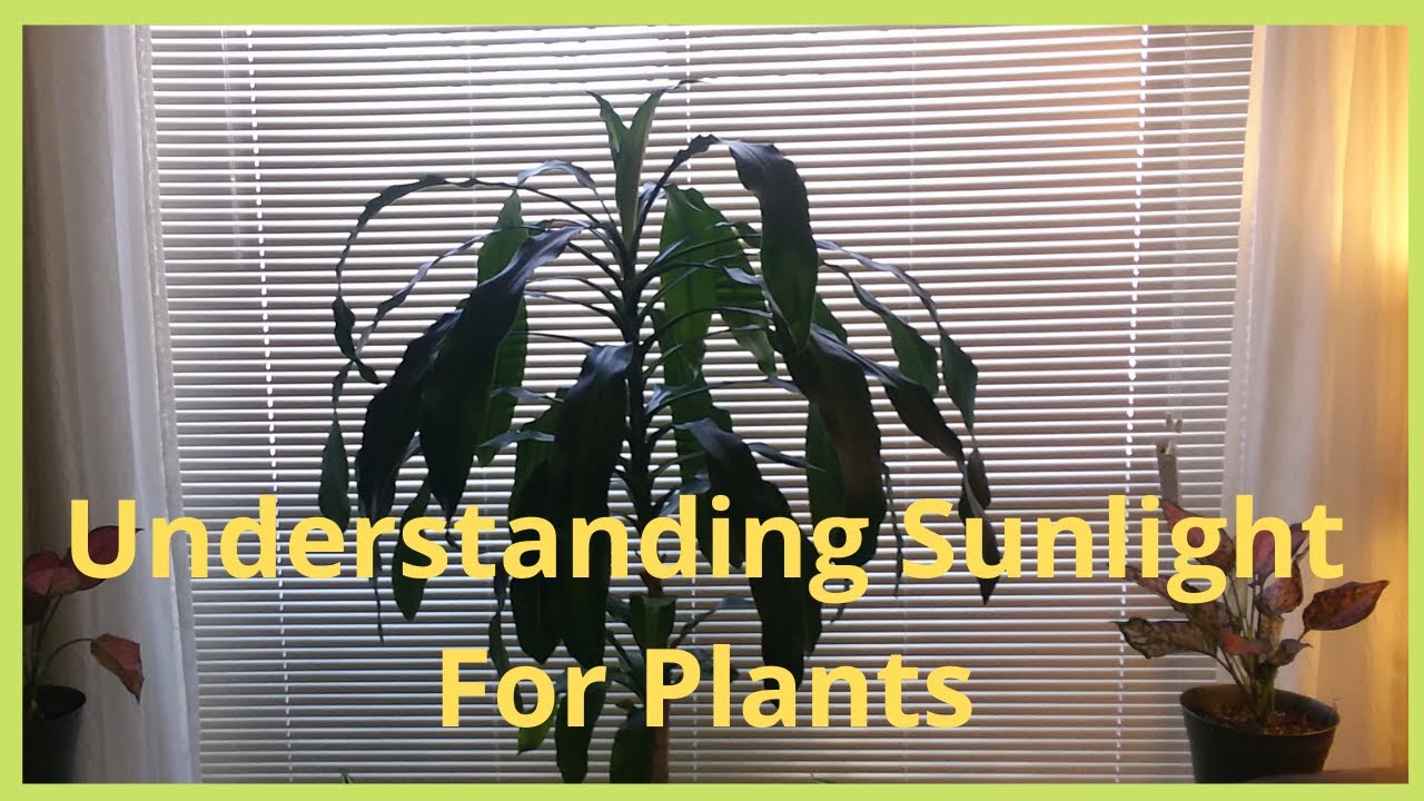 Sunlight Filled Rooms For Plants Why Indoor Plants Need Sunlight