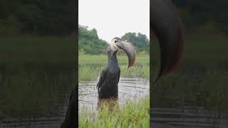 Unbelievable Bird Swallows A Snakehead