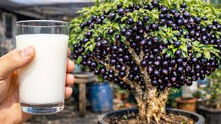 Download Lagu MORRIA E NÃO SABIA: Apenas 1 copo faz explodir de tanto florir (Qualquer planta) MP3