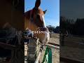 サビが最高。#オレは坊っちゃん #歌います #horse