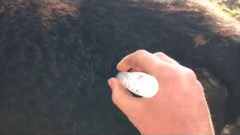 How to give Cattle an Intramuscular Injection