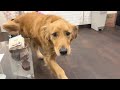 二日ぶりに飼い主に再会した時の愛犬の反応がこちら