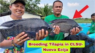 Paano ang Pag Breeding ng Malalaking Tilapia sa CLSU- Nueva Ecija