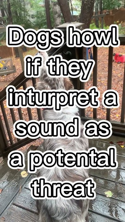 you-won-t-believe-what-causes-dogs-to-howl-youtube